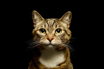 Portrait of a lovely domestic cat