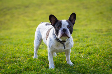 French bulldog in sunny garden with green grass