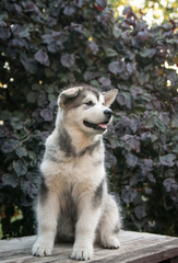 Obraz premium Alaskan malamute puppy posing outside. Small malamute in kennel. 