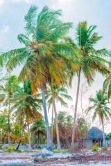 Palm trees on white sand beach in hotel