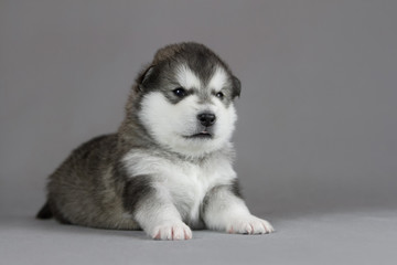 Fototapeta premium Alaskan malamute puppy in studio posing. Grey studio background. 