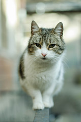 Naklejka na ściany i meble The cat walks along the street. Street cat. The cat is sitting on the fence. Cat by the sea.