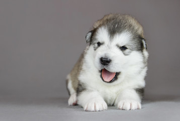 Alaskan malamute puppy in studio posing. Grey studio background.	
