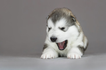 Alaskan malamute puppy in studio posing. Grey studio background.	