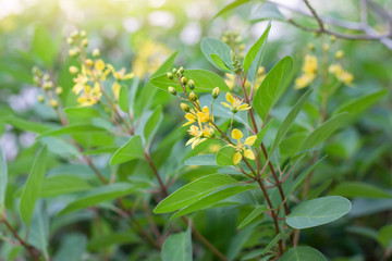 Yellow flower of Galphimia, Gold Shower or golden thryallis bloom in the garden.