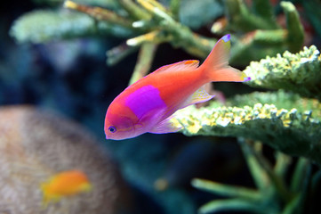 水中で泳ぐカラフルで派手な色のスミレナガハナダイ