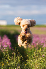 Pudel Hund springt durchs Feld