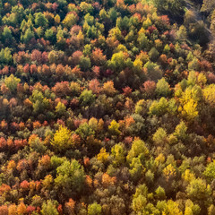 Fototapeta na wymiar vue aérienne de la forêt à l'automne à Maudétour dans le Val d'Oise en france