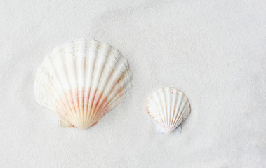 Saint James shells scallops clams on white sand beach