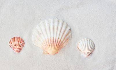 Saint James shells scallops clams on white sand beach