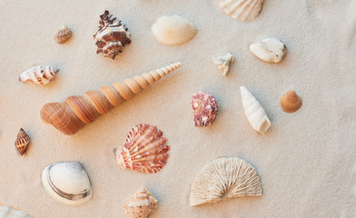 Colorful sea shells photographed on clear sand at the beach on a sunny day