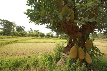 Jack fruit tree in fruiting © RealityImages