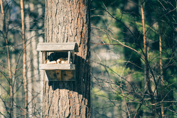 Wooden feeder for birds and squirrels hangs on tree in forest park in spring time.