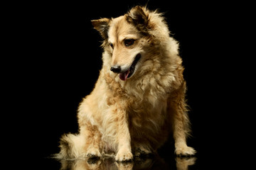 Studio shot of an adorable mixed breed dog