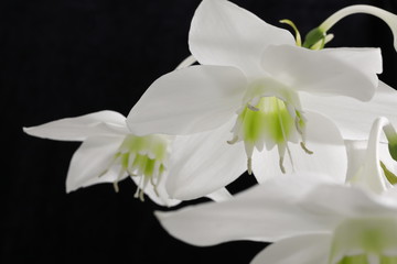 Eucharis grandiflora. Eucharis amazonica.White flower of the Amazon Lily on a black background close-up.