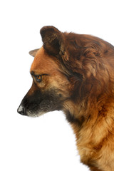 Portrait of an adorable mixed breed dog