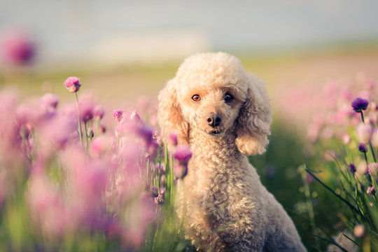 Pudel Hund in der Abendsonne im Schnittlauch