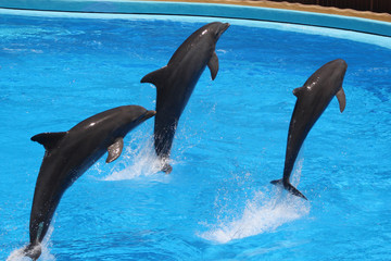 Delphin © Stephan von Mikusch