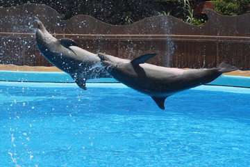 Delphin © Stephan von Mikusch