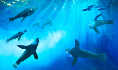 A herd of seals hunting for fish. Ocean underwater with marine animals. Sun rays passing through...