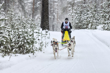 Siberian husky sled dog racing