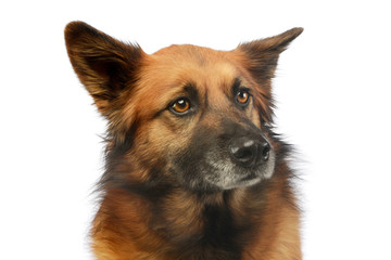 Portrait of an adorable mixed breed dog