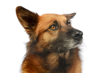 Portrait of an adorable mixed breed dog