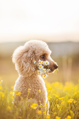 Pudel Hund mit Blumenstrauß im Maul im Abendlicht