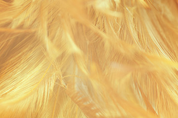 beautiful chicken feather texture background