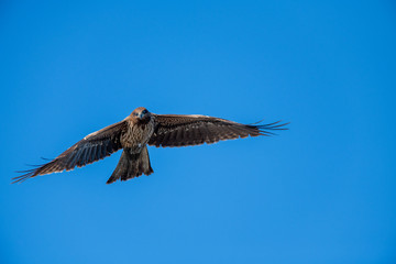 曽根干潟を飛ぶトビ