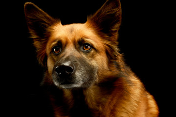 Portrait of an adorable mixed breed dog