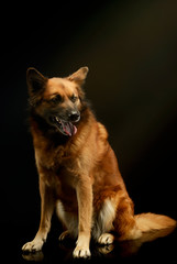 Studio shot of an adorable mixed breed dog
