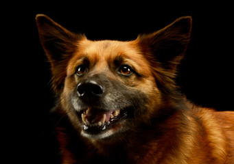 Portrait of an adorable mixed breed dog