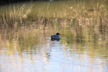 池を泳ぐマガモ【福岡県】
