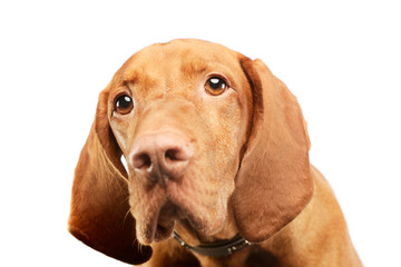 Portrait of an adorable magyar vizsla
