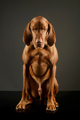 Studio shot of an adorable magyar vizsla