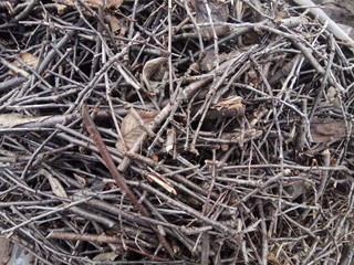 background of dry branches
