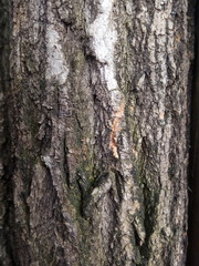 bark of a tree