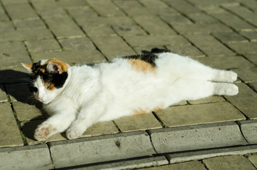 A street cat is walking along the street. The cat is sitting on the street. The red cat basks in the sun.