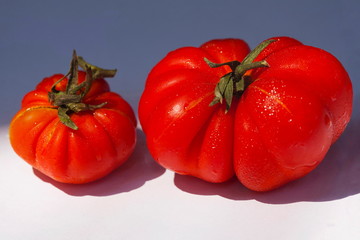 Table top photographs of home grown tomatoes