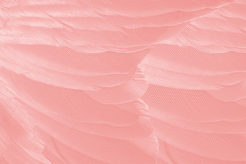 Beautiful soft pink feather wing pattern texture background © nadtytok28