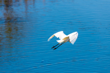 湖沼を飛ぶ白鷺【福岡県】