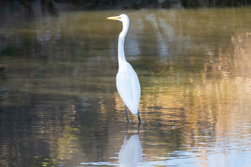 湖沼の白鷺【福岡県】