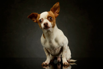 Studio shot of a lovely chihuahua