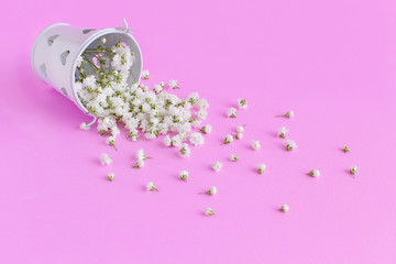 Small white flowers in a bucket  on a pink background