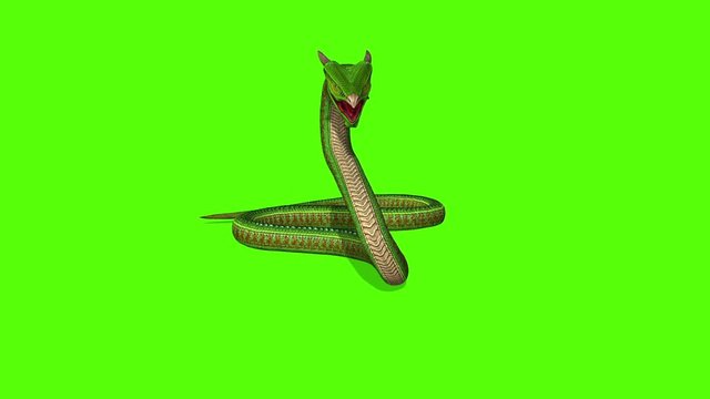 animation of Snake attack - Python Green Screen