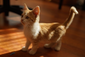 funny ginger kitten play in sunny room