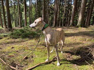 Whippet im Wald
