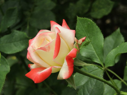 Rose flower of the "Empress Farah" variety"
