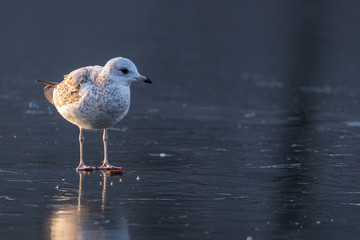 One seagull on a winter day, stands on the frozen surface of the river. Sunny morning on a cold winter day. Thin ice on the river.